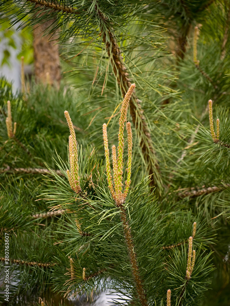New, young branches on pine New, young branches on pine
