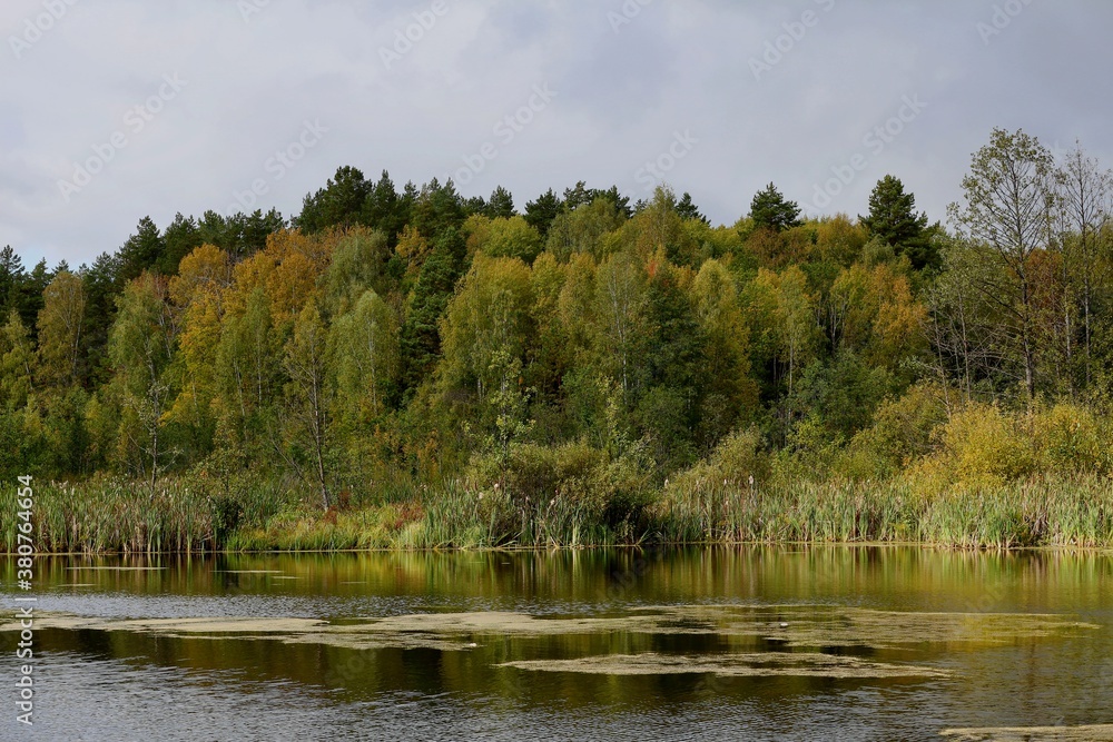 Yellowing forest on the shore of a forest pond or lake on a cloudy autumn day. Autumn landscape with green pines and yellow birches on the shore of the lake against the background of a cloudy gray sky