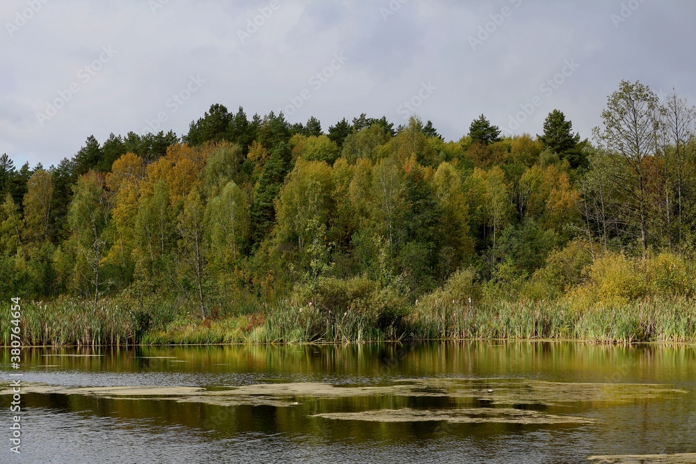 Yellowing forest on the shore of a forest pond or lake on a cloudy autumn day. Autumn landscape with green pines and yellow birches on the shore of the lake against the background of a cloudy gray sky Yellowing forest on the shore of a forest pond or lake on a cloudy autumn day. Autumn landscape with green pines and yellow birches on the shore of the lake against the background of a cloudy gray sky