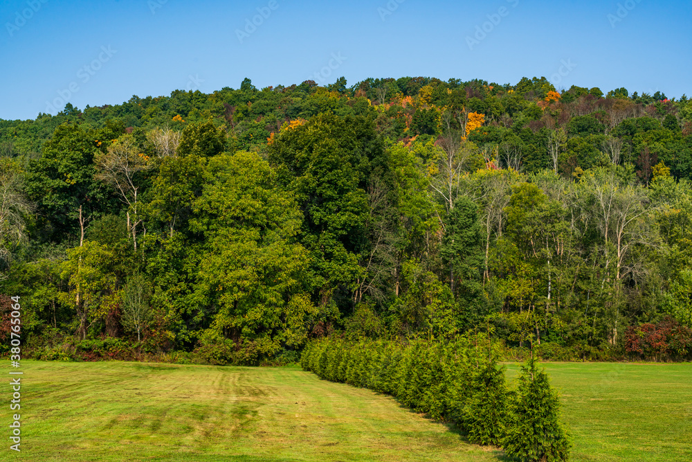 Autumn Trees and Forest