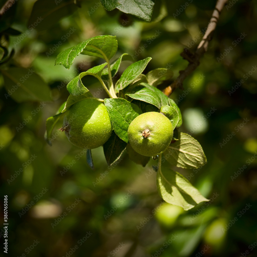Obraz premium Unripe fruits of apples