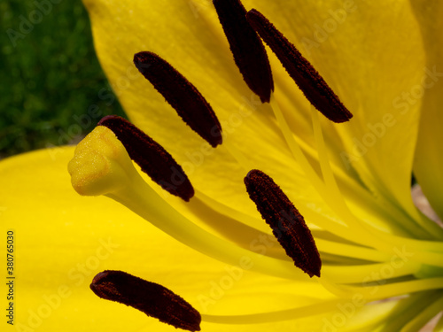 close view of yellow lily in garden in summer