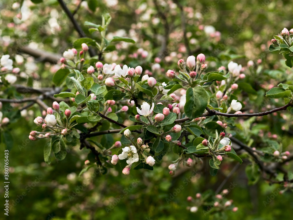 Spring flowers on apple-tree branches Spring flowers on apple-tree branches