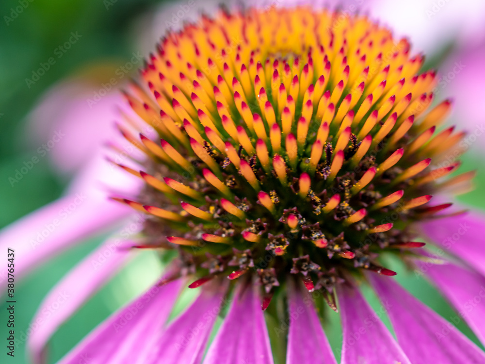 close-up of orange and purple daisy flower in summer close-up of orange and purple daisy flower in summer