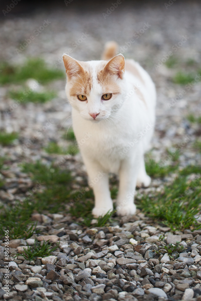 Handsome young cat stands in garden and stares at something Handsome young cat stands in garden and stares at something