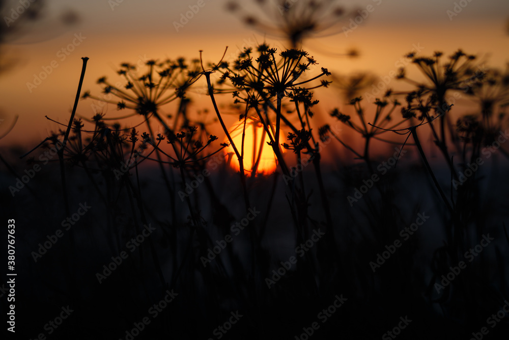 Flowers against setting sun Flowers against setting sun