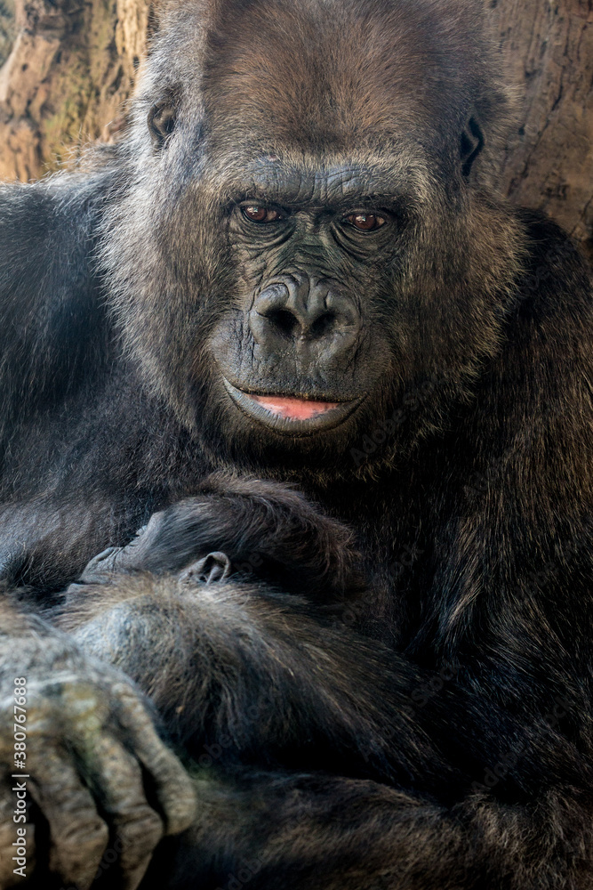 Mother Lowland Gorilla with newborn Mother Lowland Gorilla with newborn