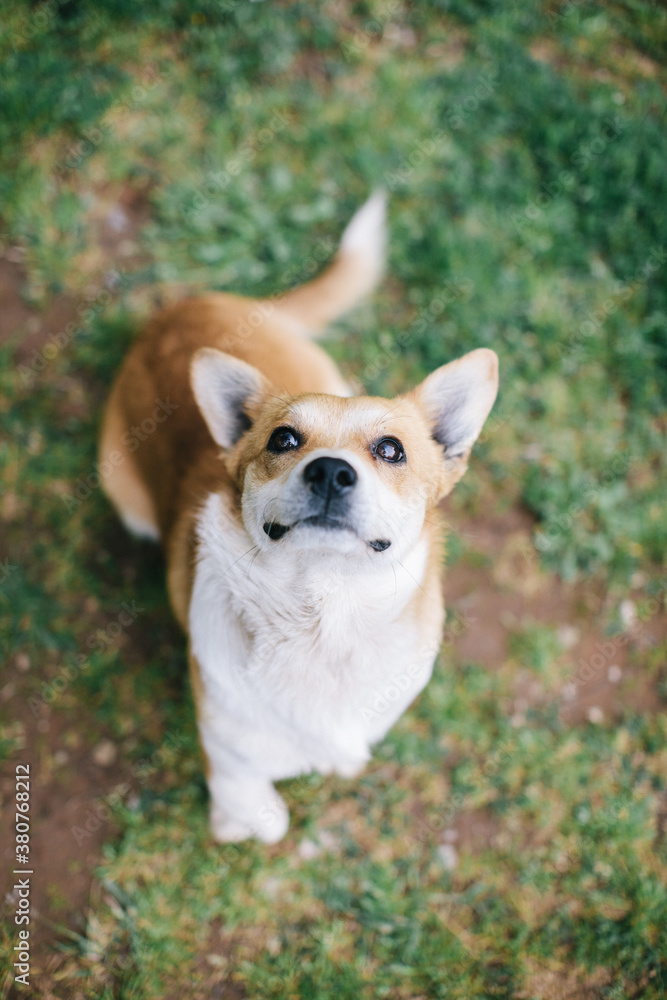 A cute dog on grass A cute dog on grass