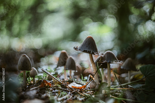 Forest beautiful scene with group of inky cap mushroom also known as tippler's bane (coprinopsis atramentaria) - antialcohol mushroom. Vintage dark key toning. photo