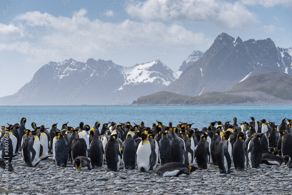Obraz premium King Penguins on Salisbury Plain in the South Georgia Islands