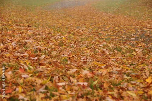 Background autumn golden leaves on the ground. Grass Lawn Park, Redmond, Washington, USA
