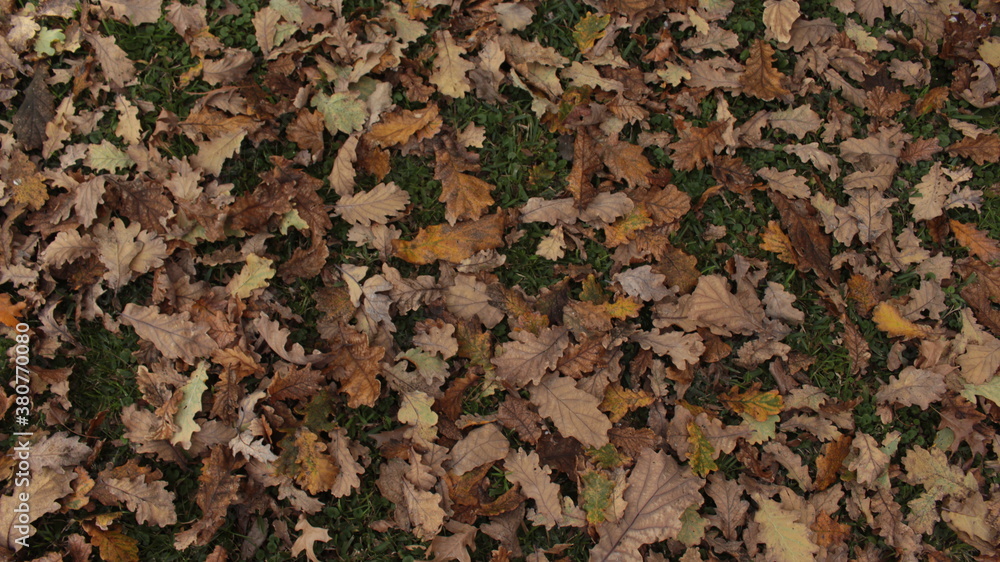 Autumn leaf texture or background Autumn leaf texture or background