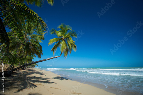 Palm trees on the paradise beach with yellow sand, big waves and blue water of Atlantic Ocean, Las Terrenas, Samana, Dominican Republic  © Pavel