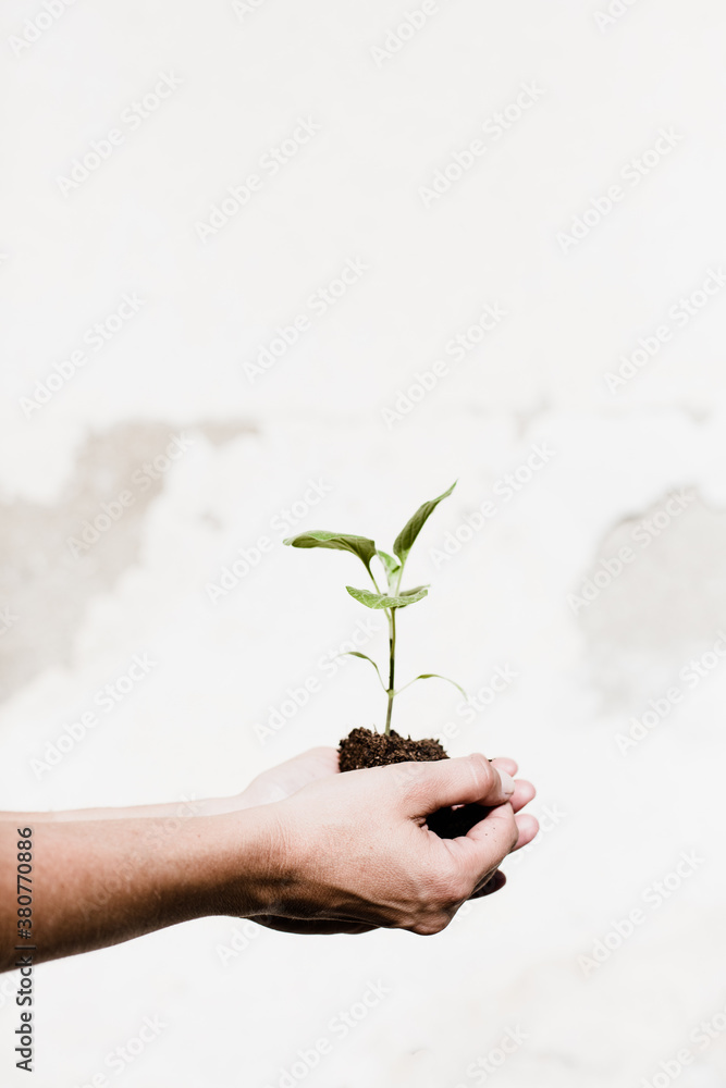 Woman's hands holding a seedling Woman's hands holding a seedling