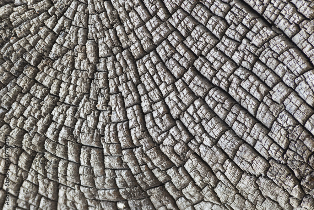 Fototapeta premium texture of very old cracked wood. for rustic and rural background. background for Christmas, wedding, birthday and other events invitations