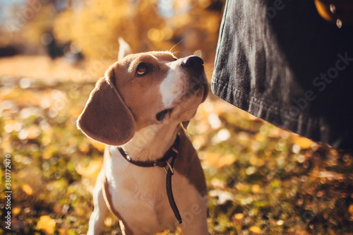 Beagle dog walking  with his mistress on a leash in the beautiful autumn park. Park with yellow maple leaves. Small dog beagle plays in the park. Dog on a walk. Funny muzzle. Autumn colors © Olesya Kuprina