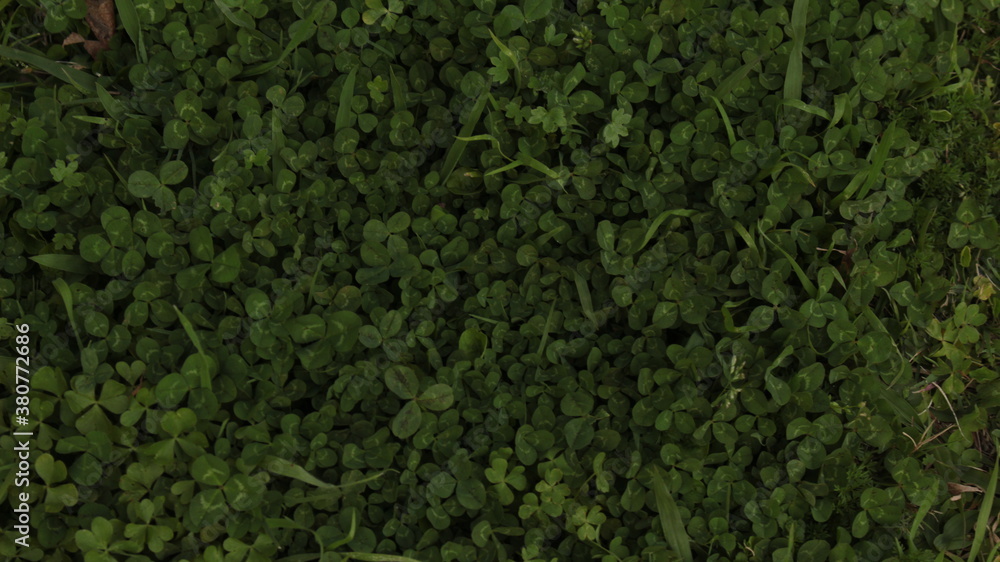 Bright green grass and weeds in the ground. Beautiful background or wallpaper. Bright green grass and weeds in the ground. Beautiful background or wallpaper.