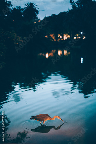 A heron in the water at dusk