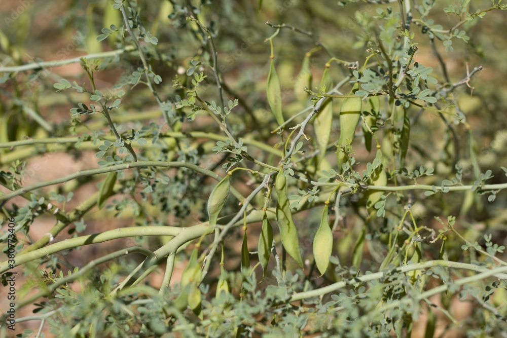 Foto de Immature green indehiscent legume fruits of Blue Palo Verde