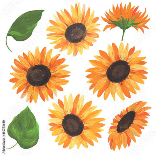 illustration painted with acrylic paints, flowers and leaves of sunflower, isolate on a white background, large yellow flowers