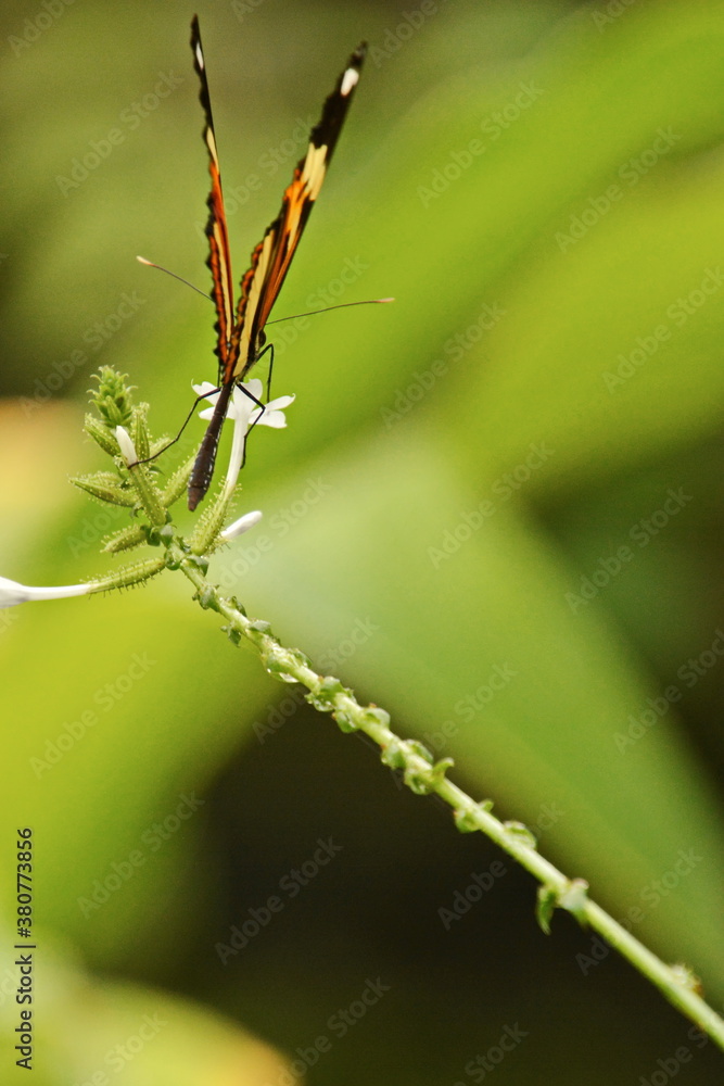 A butterfly resting on a branch. A butterfly resting on a branch.