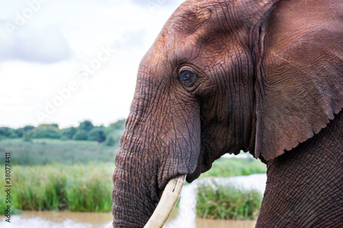 Elephant profile photo