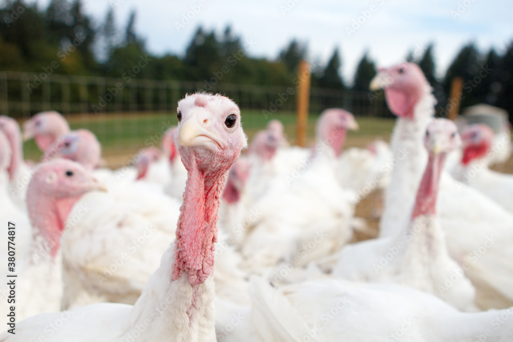 Enclosure full of turkeys on a small-scale organic farm
