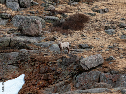 Big Horn Sheep grazing on the hillside of the Rocky Mountains near Mount Evans in Colorado