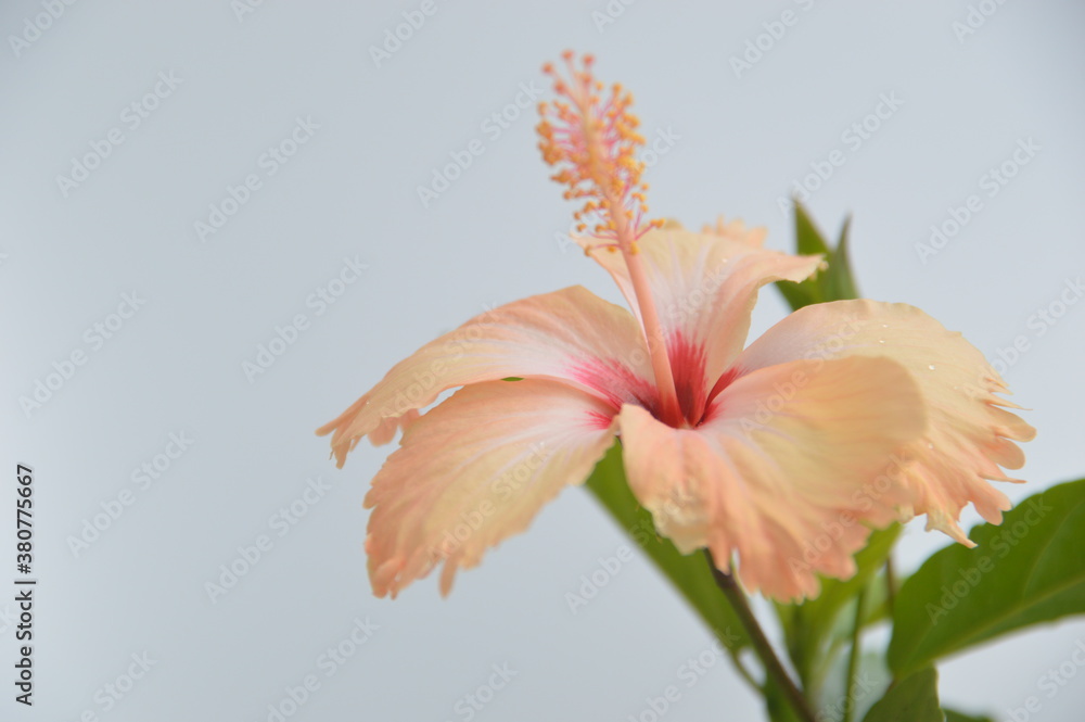 Fototapeta premium lily