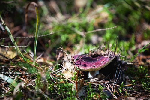 Russula mushroom in the forest photo