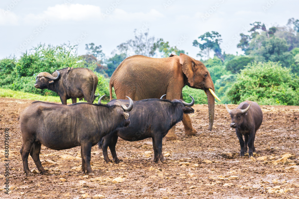 Baby elephant with buffalos Baby elephant with buffalos
