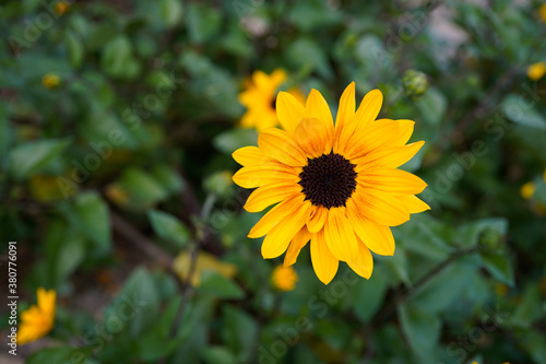 Close up of a small delicate sunflower. Brown center with bright yellow petals. 