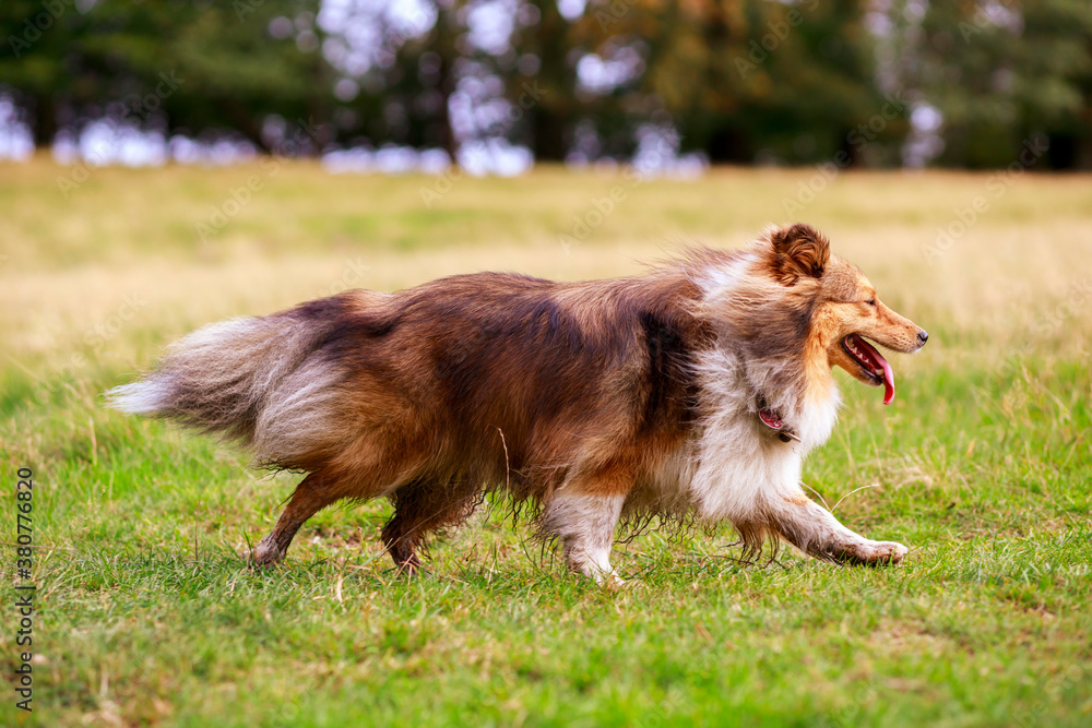 Shetland Sheepdog on a meadow Shetland Sheepdog on a meadow