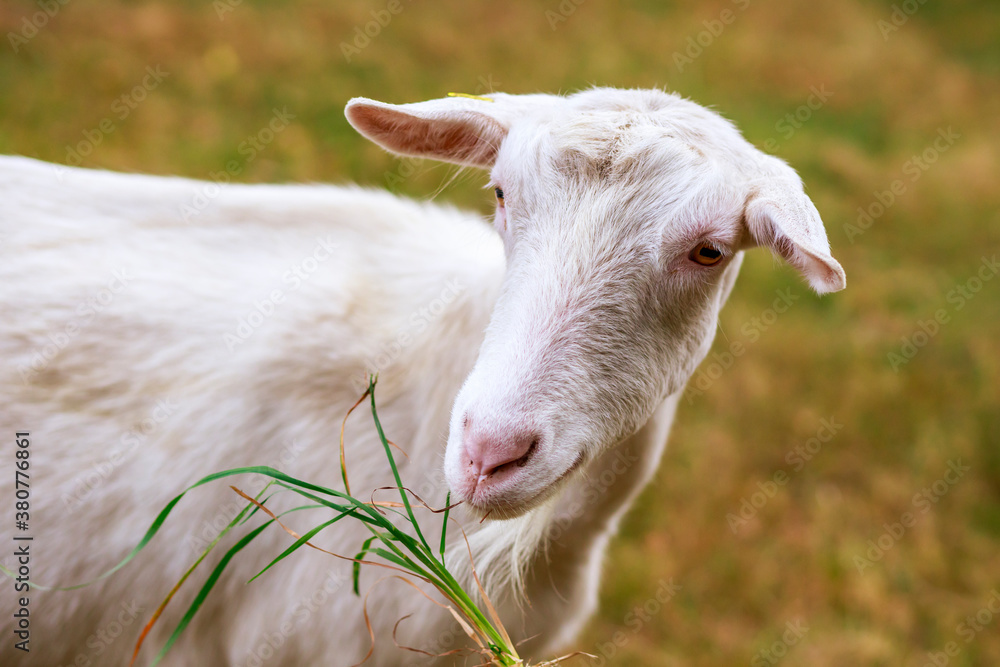 Portrait of a white Goat on a meadow Portrait of a white Goat on a meadow
