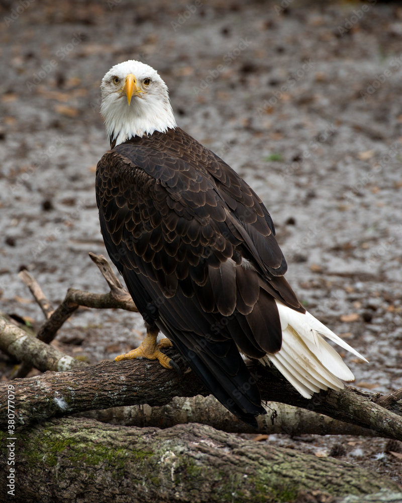 Fototapeta premium Bald Eagle Stock Photos. Bald Eagle perched on a log looking at camera and displaying its body, head, eye, beak, talons, plumage with a blur background in its habitat and environment. Image.