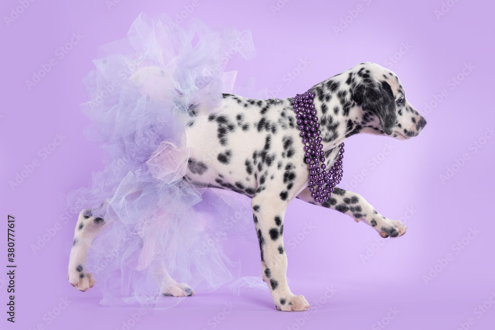 dog ballet dancer with pearl necklace and skirt on lilac background