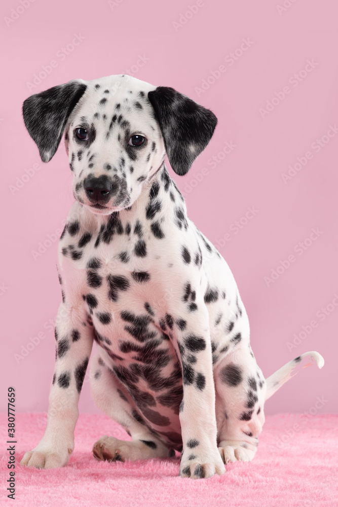 dalmatian dog puppy sitting on pink background dalmatian dog puppy sitting on pink background