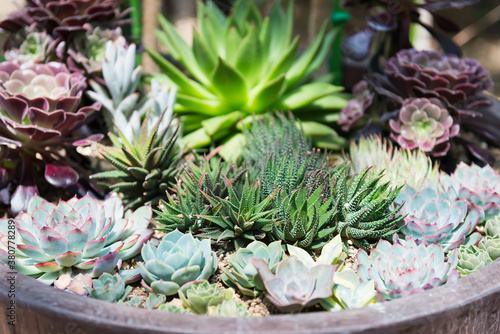 Variety of colorful succulent plants in pottery. photo