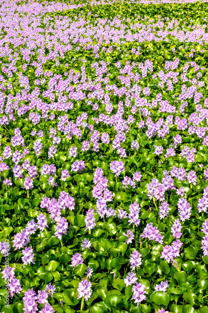 Jacinto de água, Eichhornia crassipes
Jacinto de água, Eichhornia crassipes