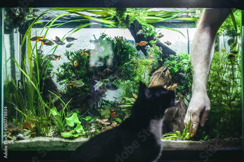 Man's Hand Doing Aquascape Arrangment of Aquatic Plants in Fish Tank with Pet Cat Watching photo