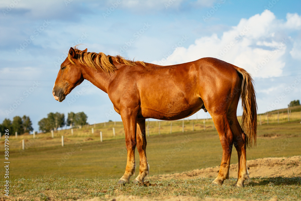 horse in grassland horse in grassland