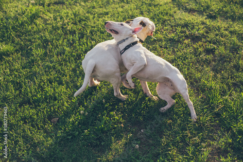 Two bull terriers having fun together photo