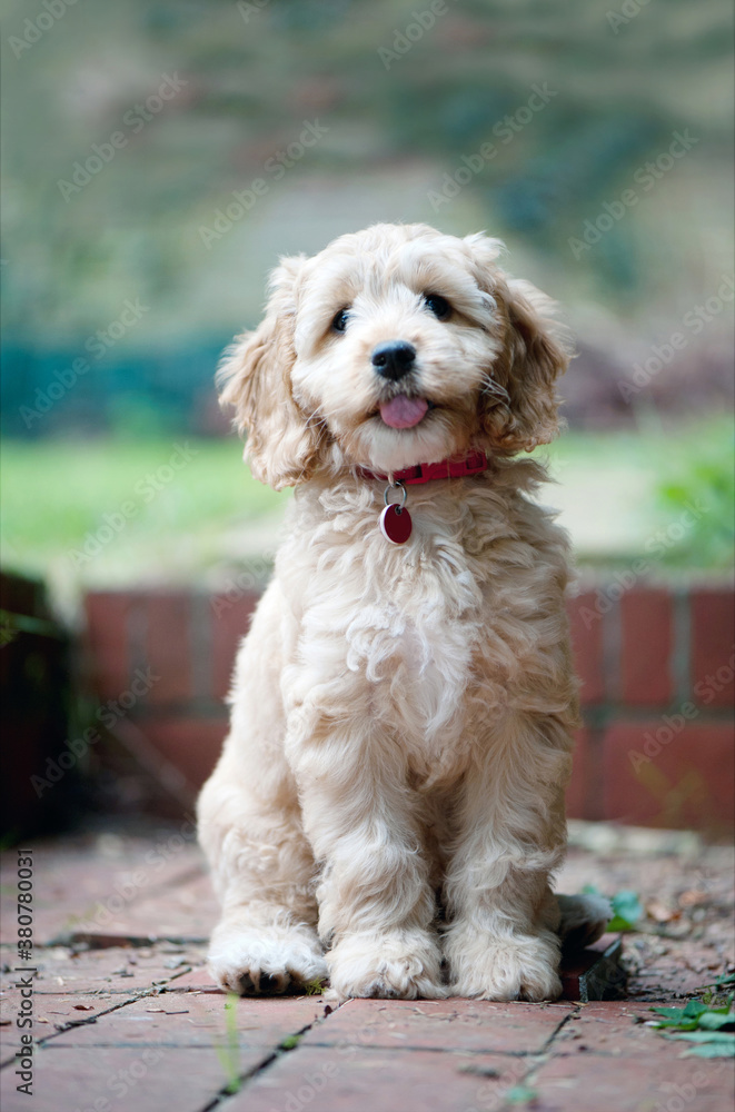 Sweet Cockapoo puppy sitting with her tongue out Sweet Cockapoo puppy sitting with her tongue out