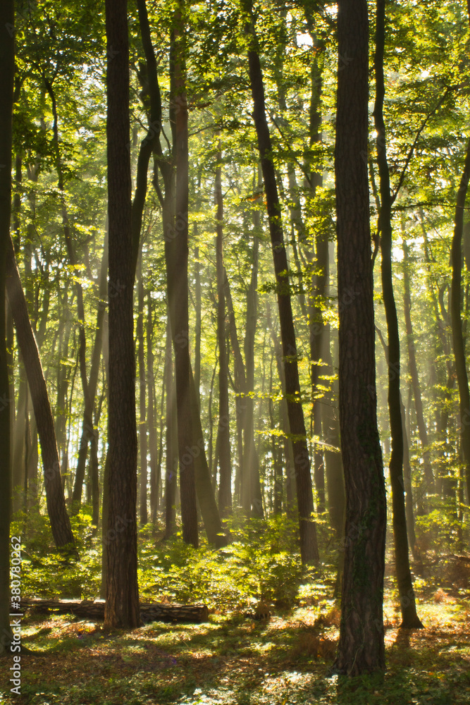 Light is flooding a forest Light is flooding a forest