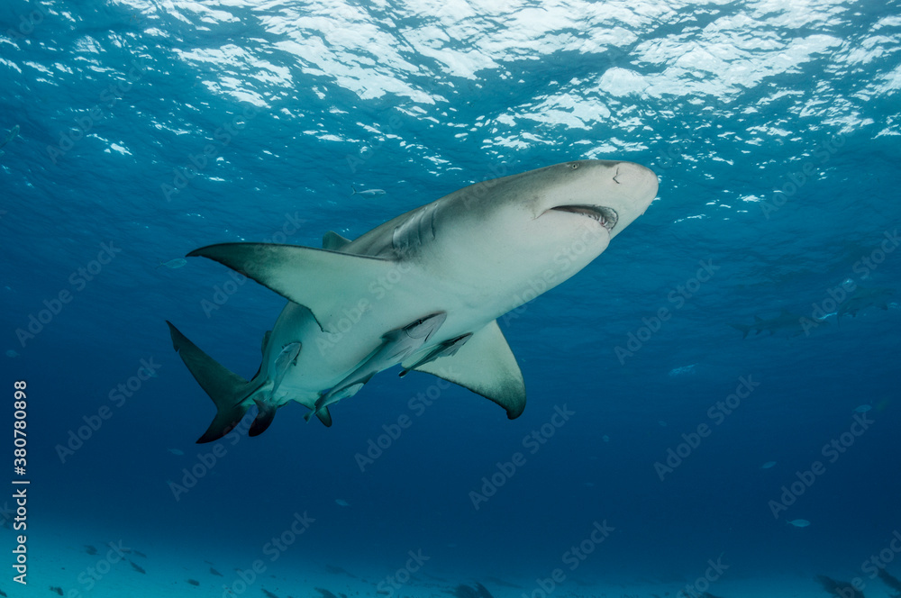 Lemon Shark Swimming at the Beach Lemon Shark Swimming at the Beach