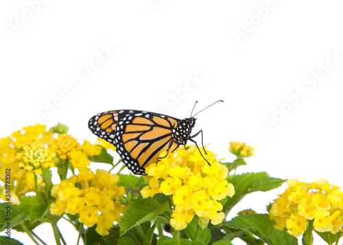 Close up of one Monarch Butterfly on yellow lantana flowers, profile view. Isolated on white.