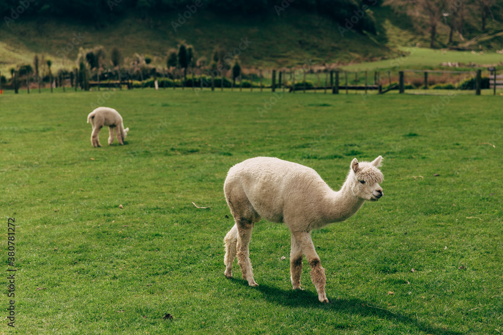 Lamas at field Lamas at field
