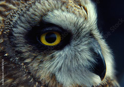 telephoto of short-eared owl (asio flammeus) nesting on the prairies of Colorado photo