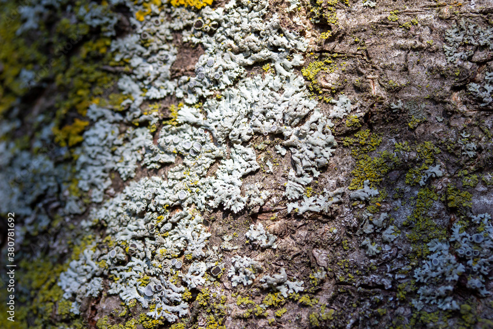 Full frame abstract art background of moss and lichen textures on the bark of a cherry tree, with sunlight, shadows, and copy space Full frame abstract art background of moss and lichen textures on the bark of a cherry tree, with sunlight, shadows, and copy space