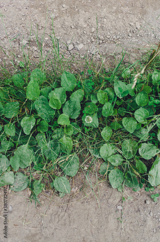 Green line of plants on dry soil